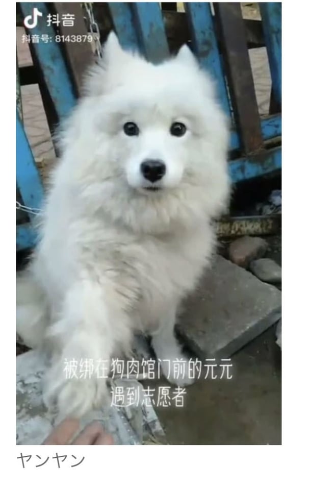 中国の食肉店で鎖につながれ命を失う直前の白い犬、手を差し伸べ助けを求める