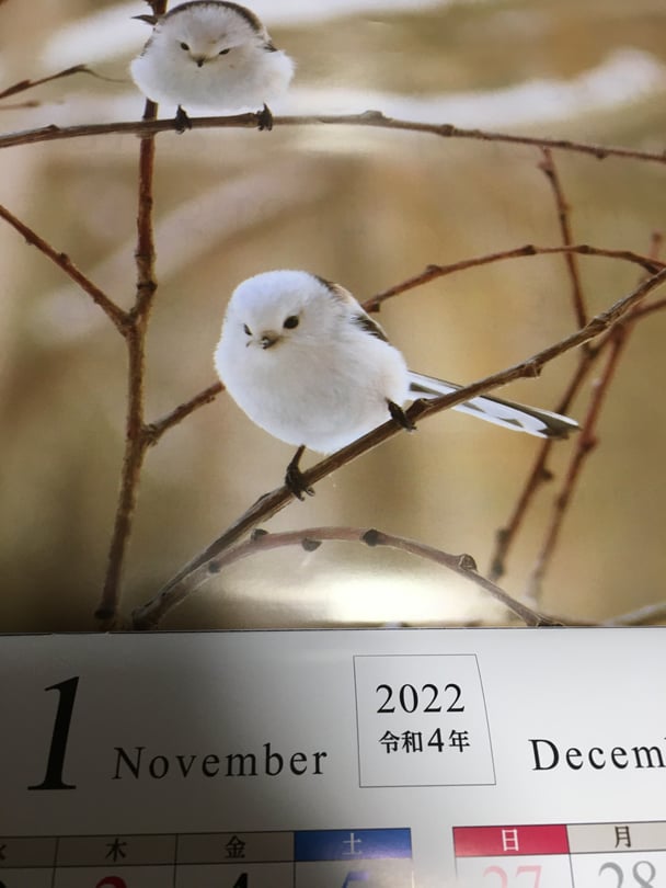 北海道新聞のカレンダー来たよ早く11月になあれーー