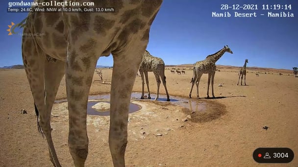 砂漠に設置された人工水飲み場を見守るライブカメラ配信が癒されると話題