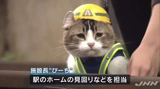 仕事猫と「安全ヨシ！」　農水省、事故防止へグッズ作成