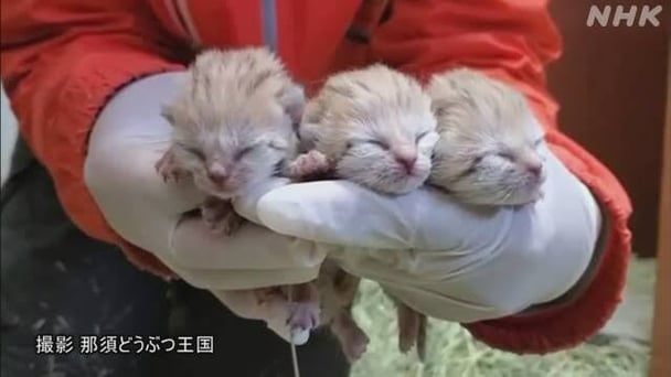 那須どうぶつ王国でスナネコの赤ちゃん3匹が誕生！2月2日生まれ【栃木県】