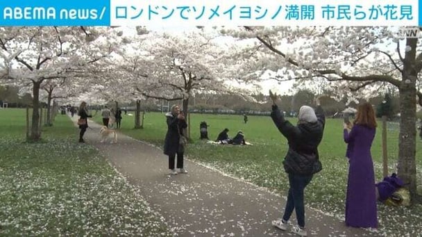ロンドンで約40本のソメイヨシノが満開 “桜のトンネル”に市民「元気が出るね。春が来たよ」