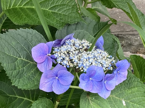 あじさいの品種で、青い粒々の間にまばらに咲くタイプあるじゃん