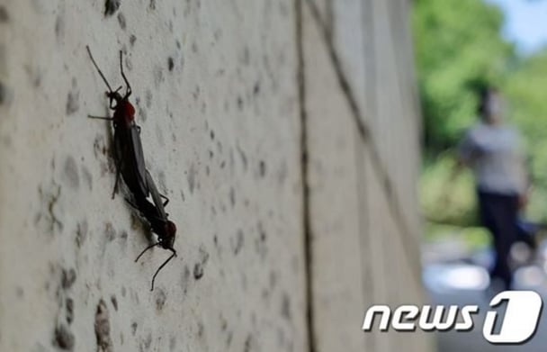 【韓国】交尾したまま飛び回るハエがソウル全域に広がり"ラブバグ(Love Bug)"と命名される