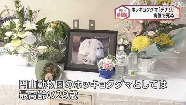 【北海道】ホッキョクグマの「デナリ」死ぬ 円山動物園 
