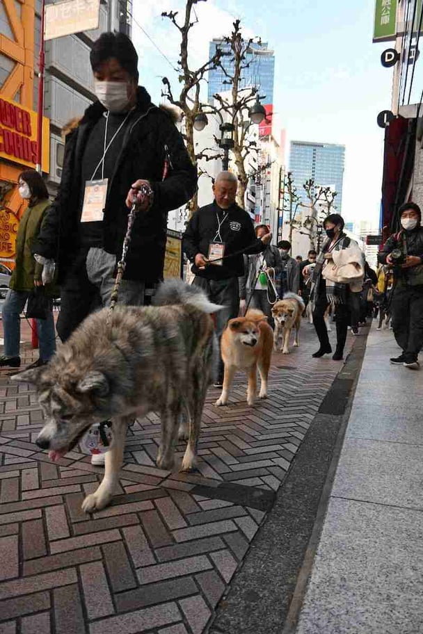秋田犬38頭が渋谷を大行進！！　街では「可愛い！！」の大歓声　忠犬ハチ公生誕100年記念で