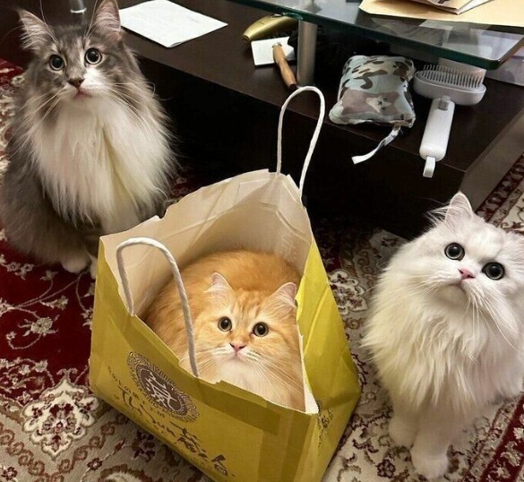 この袋のお店分かる？