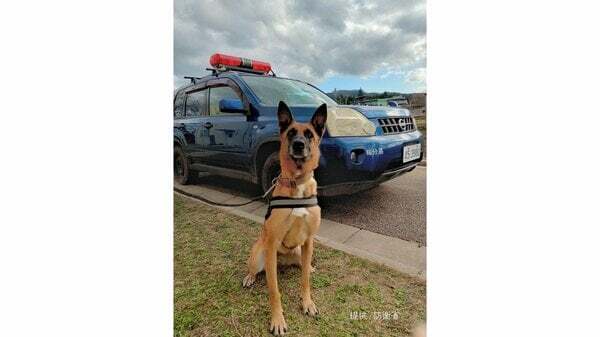 【お手柄】自衛隊の捜索犬、輪島で高齢女性を救出　名前は「ジェニファー」　防衛相発表 