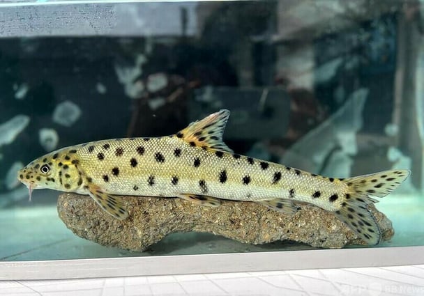 絶滅したと思われていた魚「メソポタミアバーベル」トルコで発見