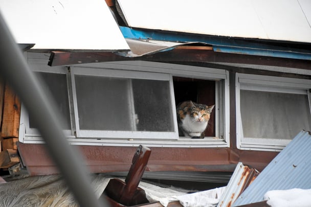 「猫がいて行けん」1人で避難生活の納屋が火事に　焼け跡から遺体