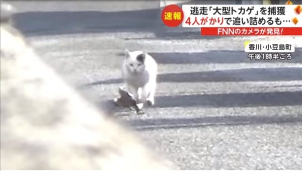 「ネコが追いかけている！」大型トカゲをカメラマンが発見　町民と4人がかりで追い詰め捕獲