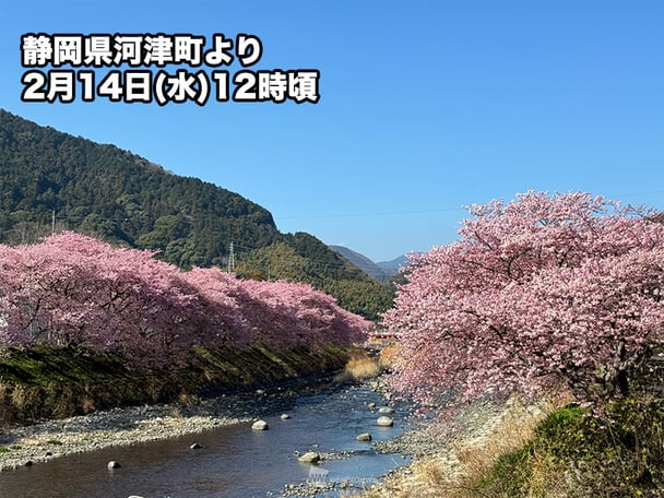 【静岡】河津桜が見頃　週末はお花見日和に　静岡・伊豆