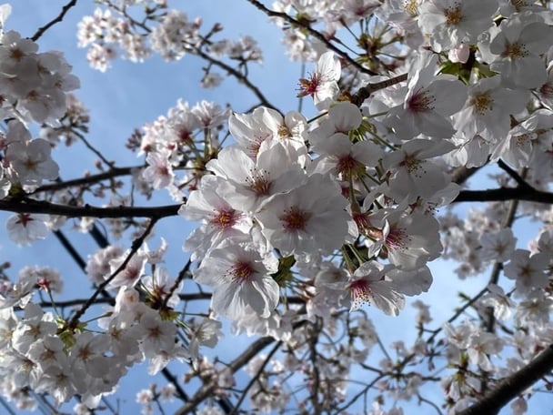 お花見した方、桜のお写真見せてくださーい