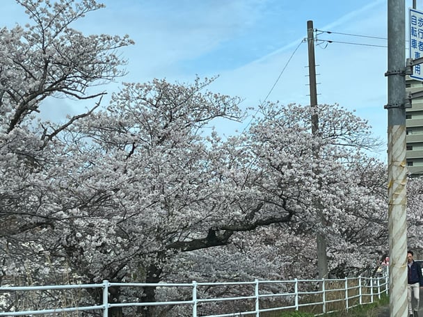 お花見した方、桜のお写真見せてくださーい
