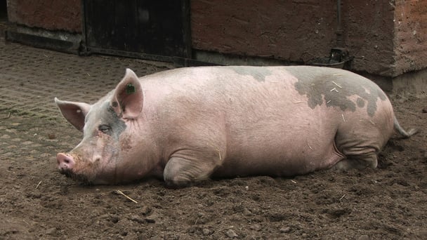 豚の体脂肪率は15％、100mを9秒で走る